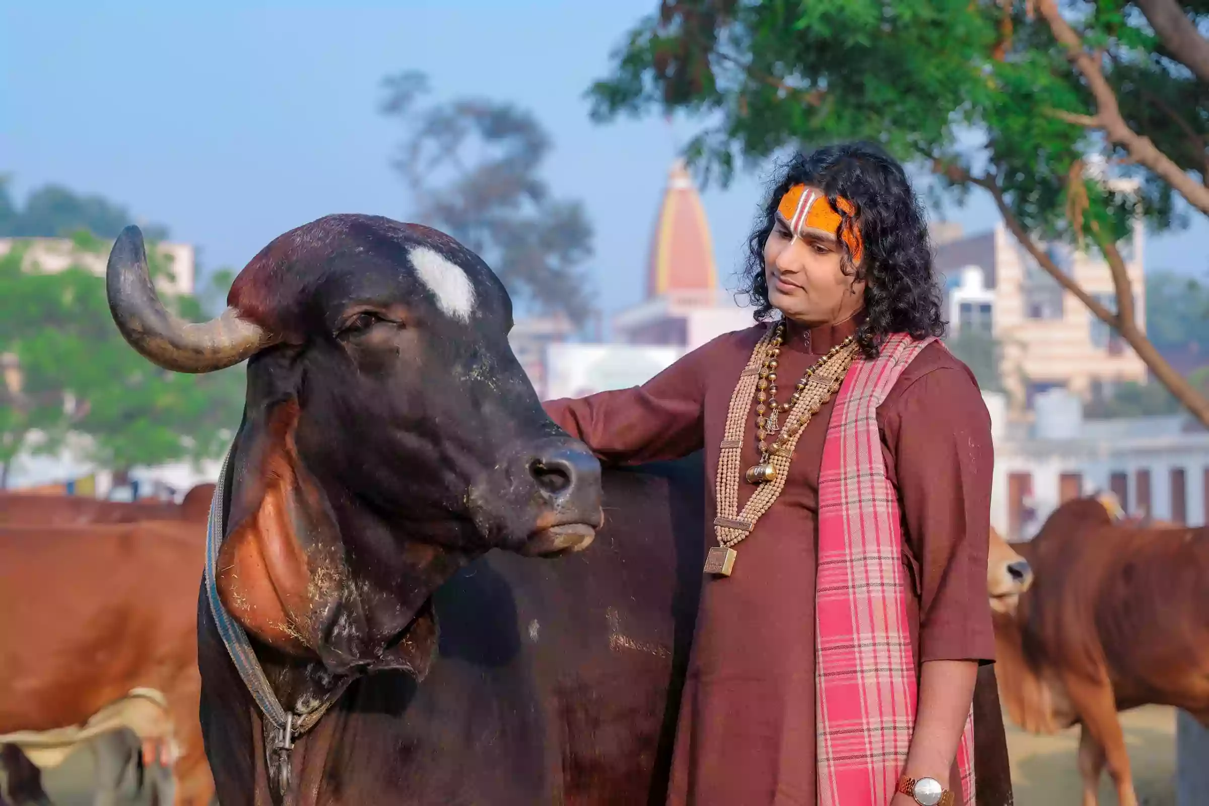 गौ सेवा 2